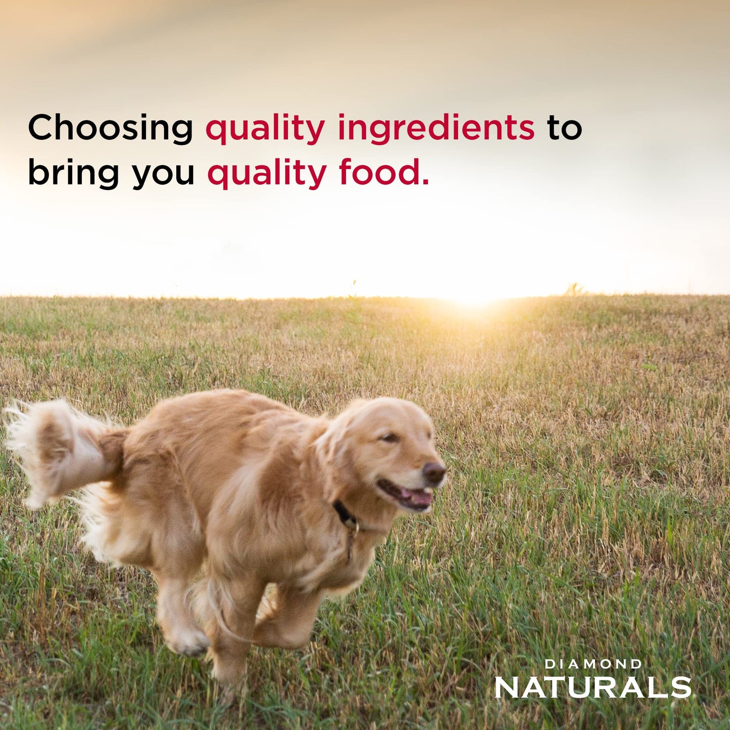 Diamond Naturals Adult Dry Dog Food Beef Meal and Rice Formula Made with Quality Pasture-Raised Beef Protein, Probiotics and Essential Nutrients