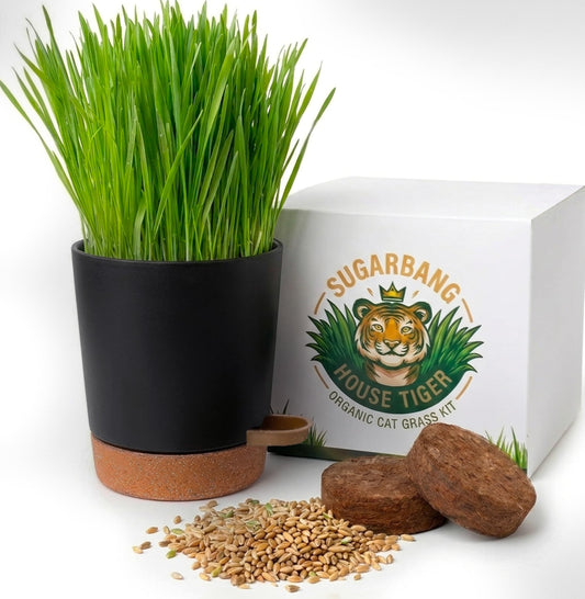 House Tiger Cat Grass Kit for Indoor Cats | Aids Digestion, Hairball Control & Oral Health | Complete Kit Includes Premium Organic seed, Innovative Self-Watering Pot & Eco Friendy Coco Coir Soil Discs
